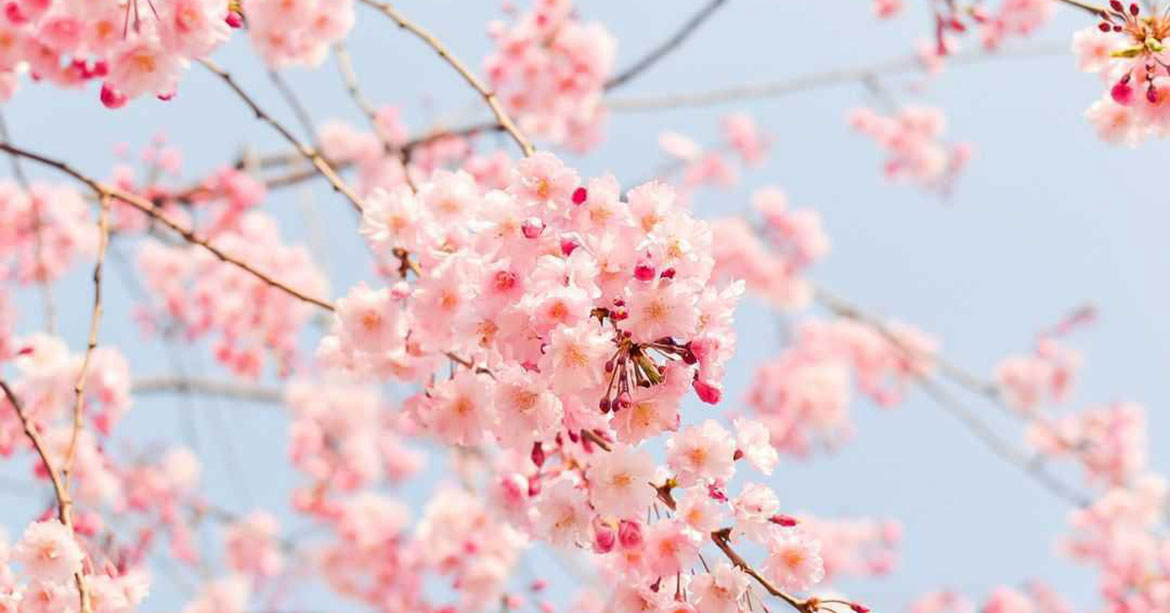 Du souffle à la floraison