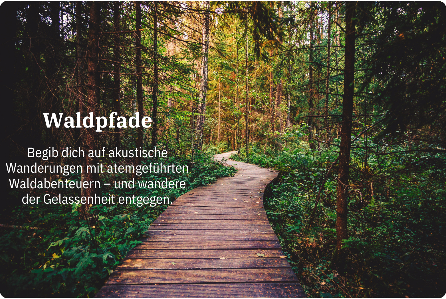 Wald | Geführte Meditationen