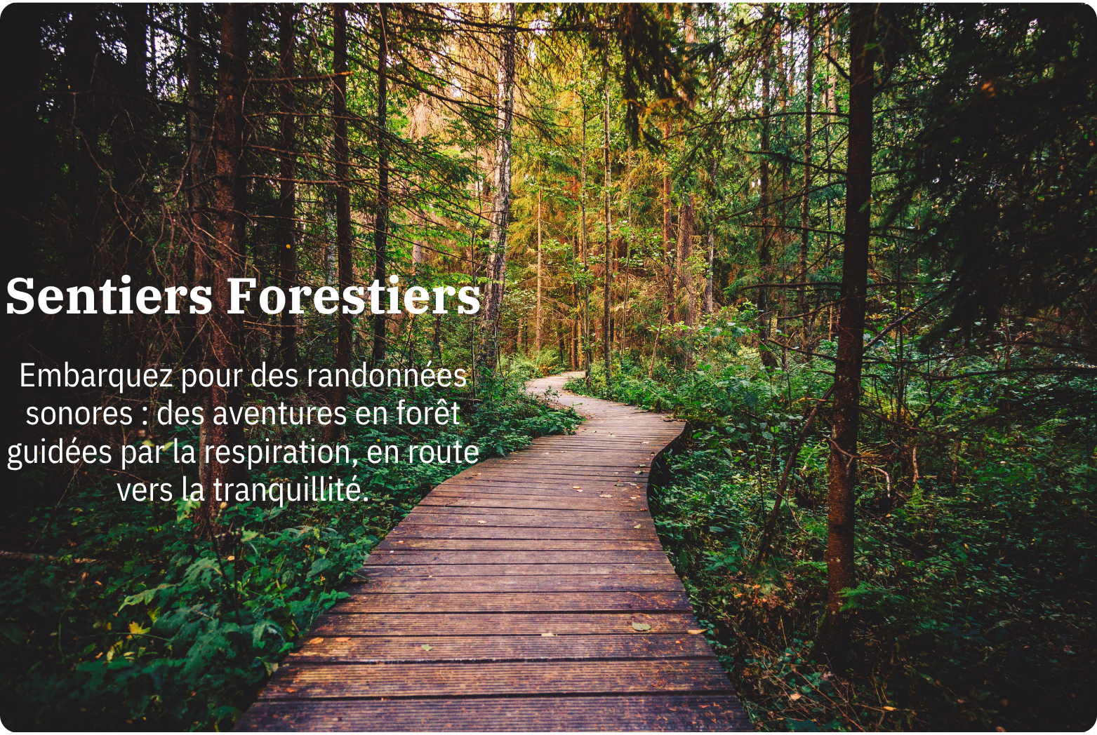 Sentiers Forestiers | Méditation guidée